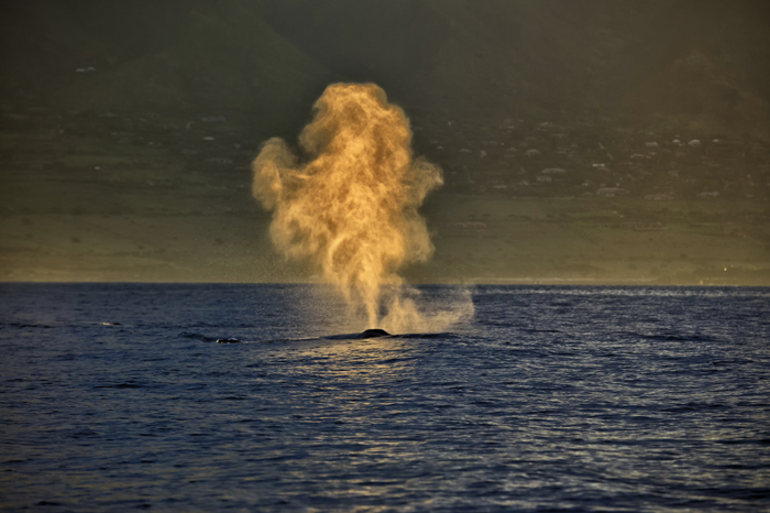 Sunrise Whale Blow Fine Art Photograph on Metal
