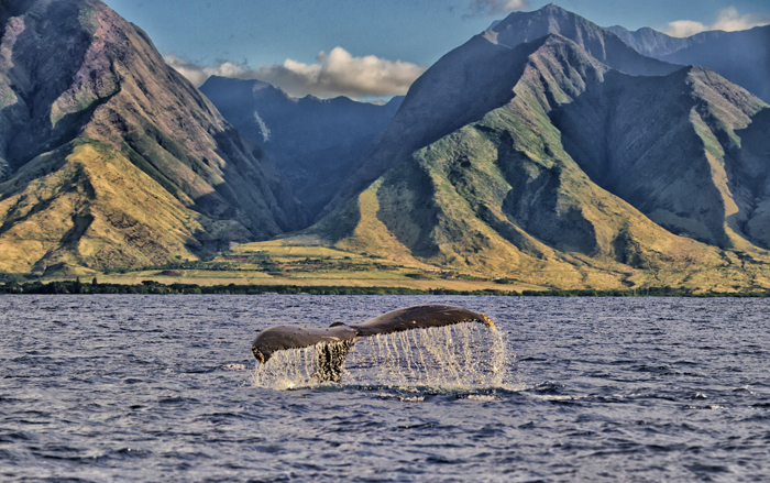 Chasing Tails in Maui Fine Art Photograph on Metal