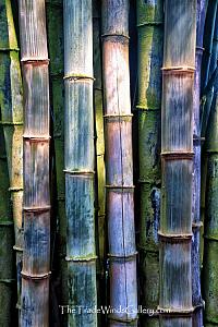 Bamboo Fine Art Photograph on Metal