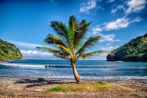 Lone Palm on a Beach Fine Art Photograph on Metal