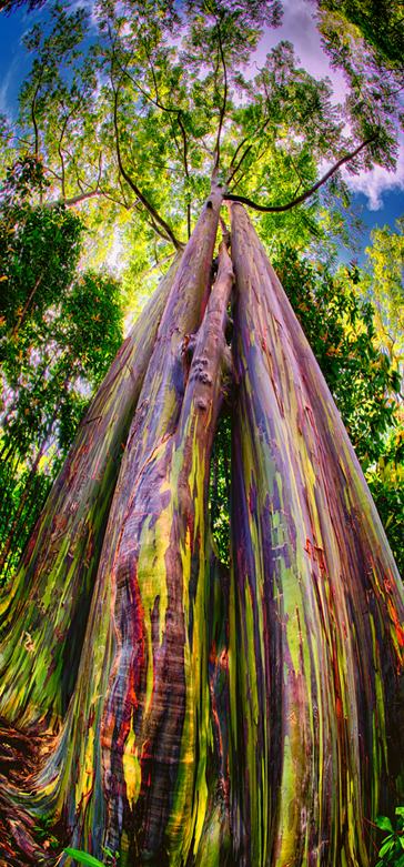 Standing Tall Rainbow Eucalyptus Tree Fine Art Photograph on Metal