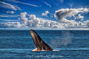 Spy Hop Fine Art Humpback Whale Photo on Metal