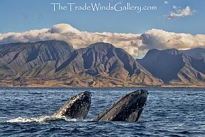 Double Take Fine Art Whale Photograph on Metal