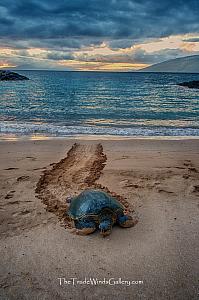 Sunset Honu Fine Art Photograph on Metal