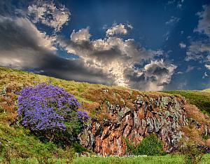 Upcountry Jacarandas III Fine Art Print on Metal