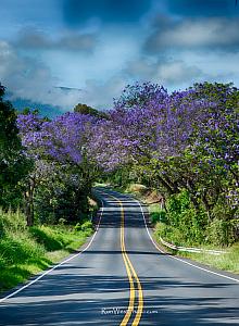 Upcountry Jacarandas II Fine Art Print on Metal