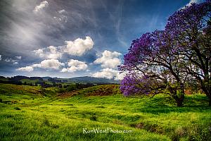 Upcountry Jacarandas I Fine Art Print on Metal