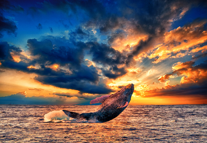 Sunset Whale Breach Fine Art Photograph on Metal