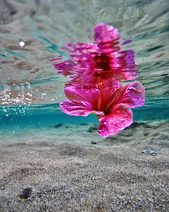Hibiscus in the Sea Fine Art Photograph on Metal