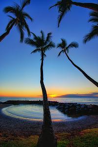 Reaching For the Sun Fine Art Photograph on Metal