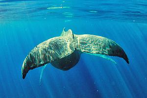 Tails from the Sea III Fine Art Whale photograph on Metal