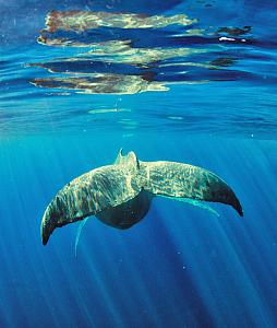 Tails from the Sea II Fine Art Whale photograph on Metal