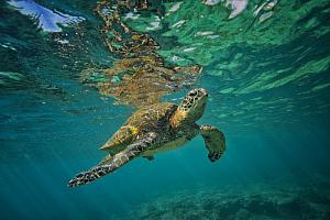 Reflections, Hawaiian Green Sea Turtle  Fine Art Photograph on Metal