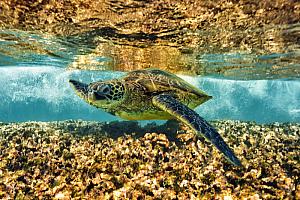 Cruising the Reef Green Sea Turtle Fine Art Photograph on Metal