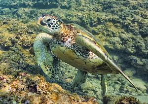 The Take Off Green Sea Turtle Fine Art Photograph on Metal