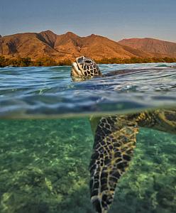 Split Decision Hawaiin Sea Turtle Fine Art Photograph on Metal