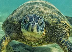 Hey Buddy Hawaiian Sea Turtle Fine Art Photograph on Metal