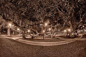 The Banyan Tree Lahaina, Maui LIMITED EDITION Fine Art Photograph on Metal