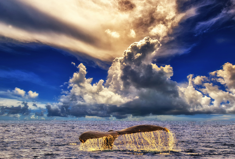 Sunset Whale Tail from Maui Fine Art Photograph on metal